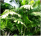 หมากเขียว หมาก ปาล์ม พรรณไม้ พันธุ์ไม้ ต้นปาล์ม วิมานน้ำรีสอร์ท เพชรบุรี